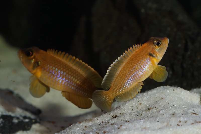 Lamprologus ocellatus (Gold)